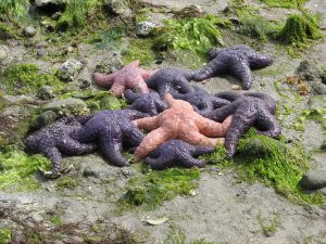 Cluster of ochre sea stars